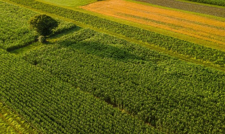 Biodiversità e agroalimentare: il segreto per un futuro più produttivo e sostenibile