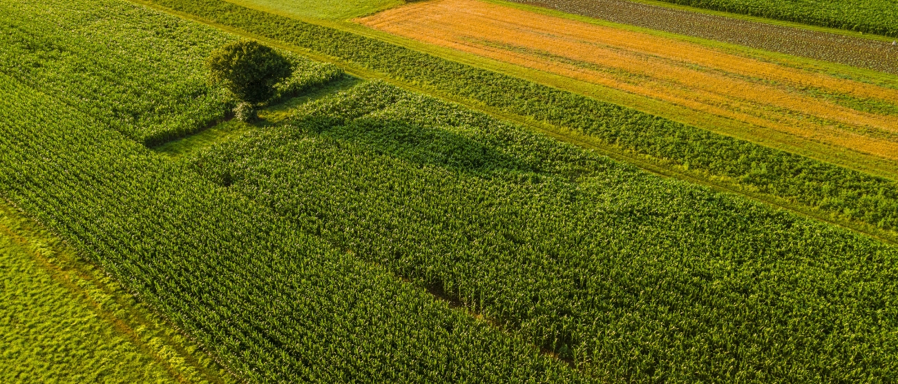 Biodiversità e agroalimentare il segreto per un futuro più produttivo e sostenibile